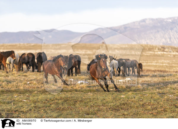 Wildpferde / wild horses / AM-06970