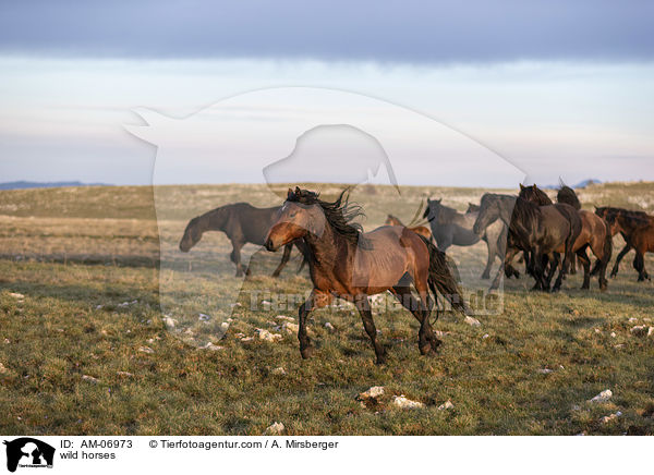 Wildpferde / wild horses / AM-06973