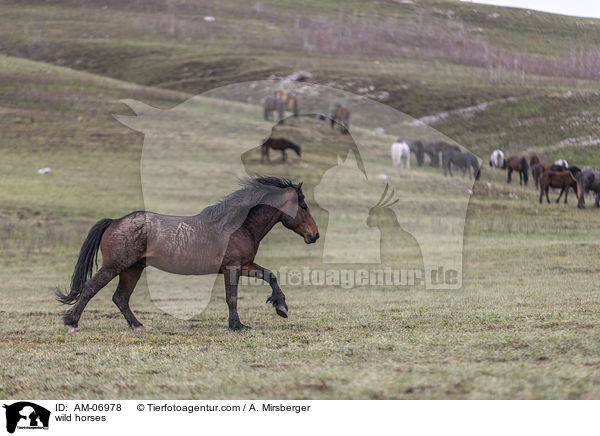 Wildpferde / wild horses / AM-06978