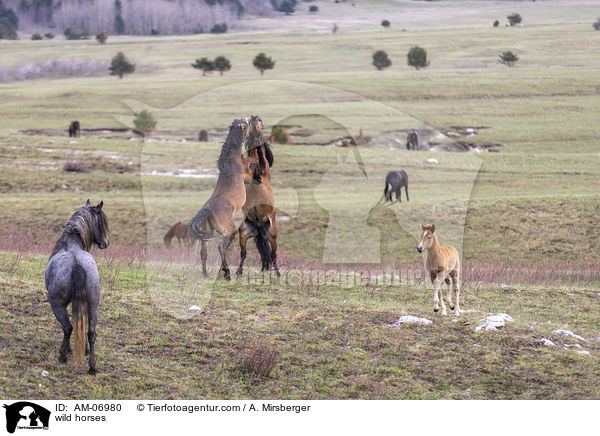 wild horses / AM-06980