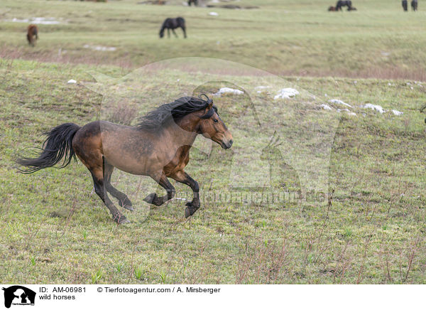 Wildpferde / wild horses / AM-06981