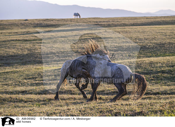 wild horses / AM-06982
