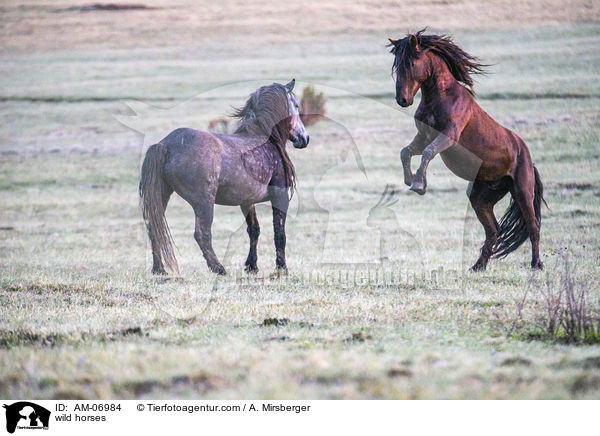 Wildpferde / wild horses / AM-06984