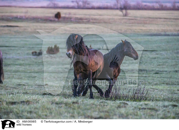 wild horses / AM-06985