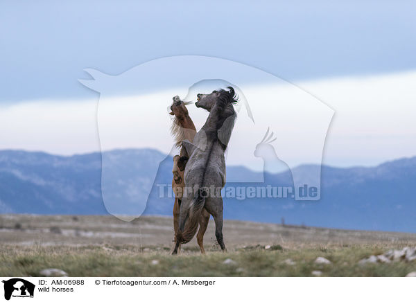 Wildpferde / wild horses / AM-06988