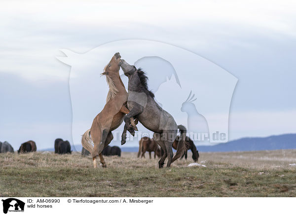Wildpferde / wild horses / AM-06990