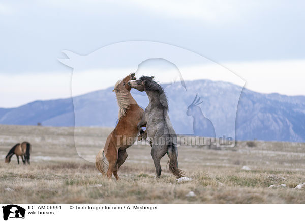Wildpferde / wild horses / AM-06991