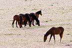 wild horses