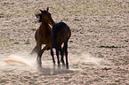 wild horses