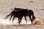 wild horses
