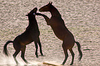 wild horses