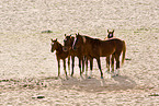 wild horses