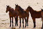 wild horses