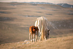 Wild Horses