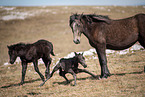 Wild Horses