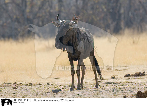 wildbeest / WS-02522