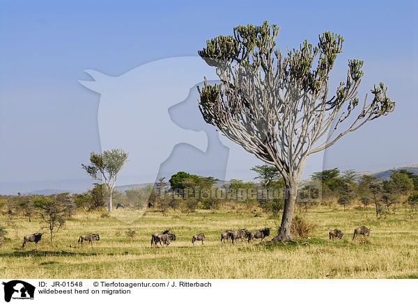 Wanderung der Gnus / wildebeest herd on migration / JR-01548