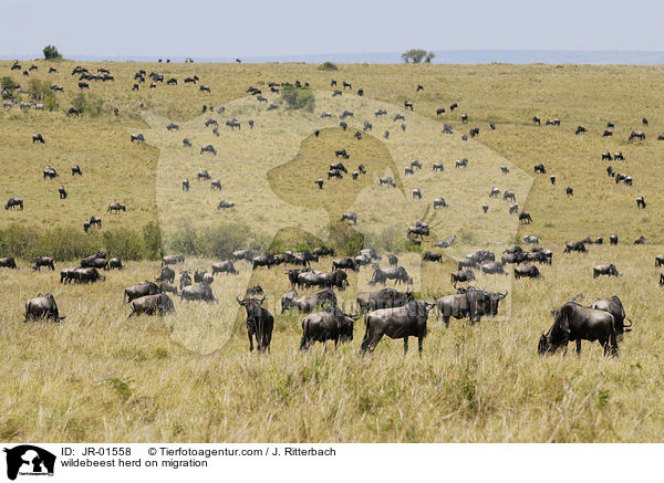 Wanderung der Gnus / wildebeest herd on migration / JR-01558