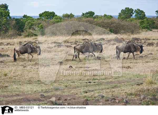 Gnus / wildebeests / MBS-03121