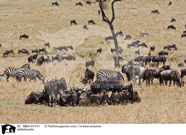 Gnus / wildebeests / MBS-03141