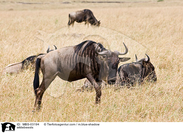 wildebeests / MBS-03194