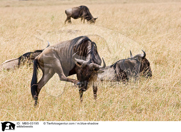 Gnus / wildebeests / MBS-03195