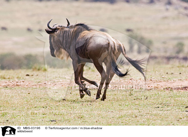 Gnu / wildebeest / MBS-03196