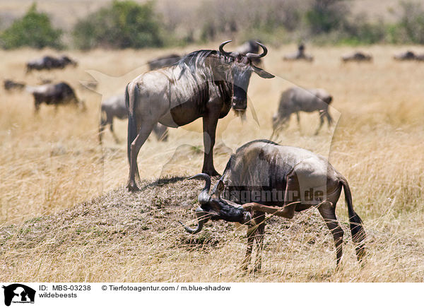 Gnus / wildebeests / MBS-03238