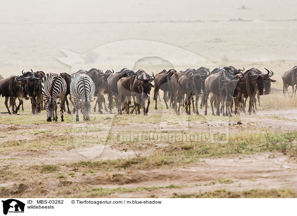 wildebeests / MBS-03282