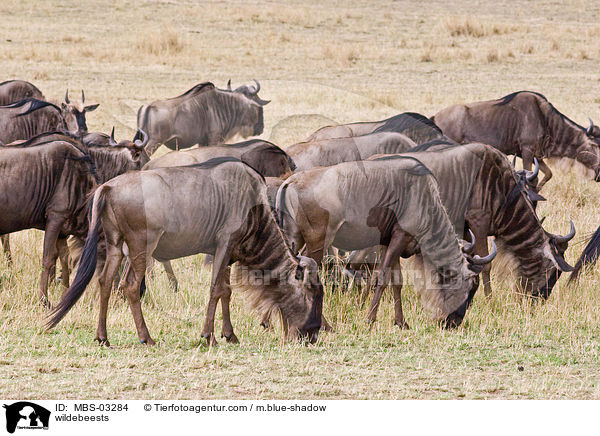 Gnus / wildebeests / MBS-03284