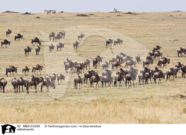 Gnus / wildebeests / MBS-03286