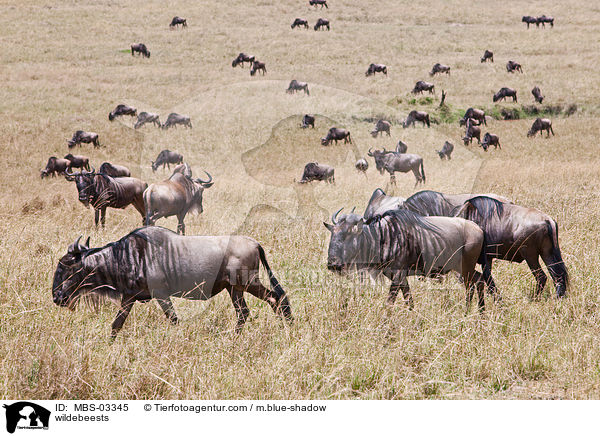 Gnus / wildebeests / MBS-03345