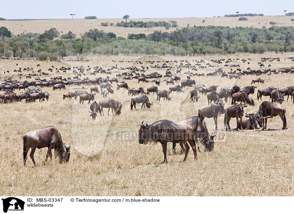 wildebeests / MBS-03347