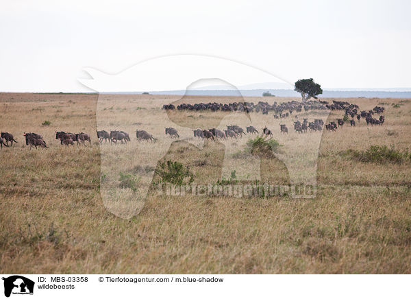 Gnus / wildebeests / MBS-03358