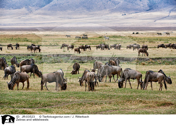 Zebras und Gnus / Zebras and wildebeests / JR-03523