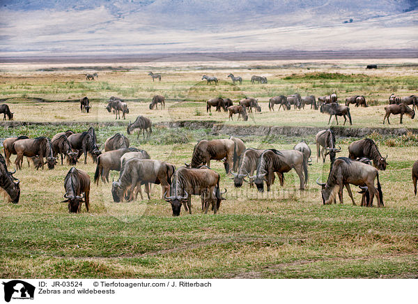 Zebras und Gnus / Zebras and wildebeests / JR-03524