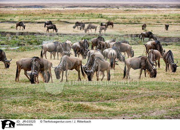 wildebeests / JR-03525