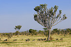 wildebeest herd on migration