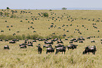 wildebeest herd on migration