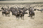 wildebeests