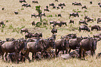 wildebeests