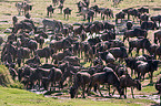 wildebeests