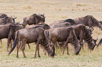 wildebeests