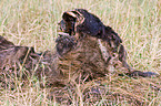 dead wildebeest