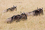 wildebeests