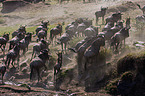 wildebeests