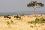 wildebeests