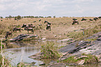 wildebeests