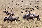 wildebeests