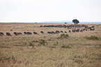 wildebeests